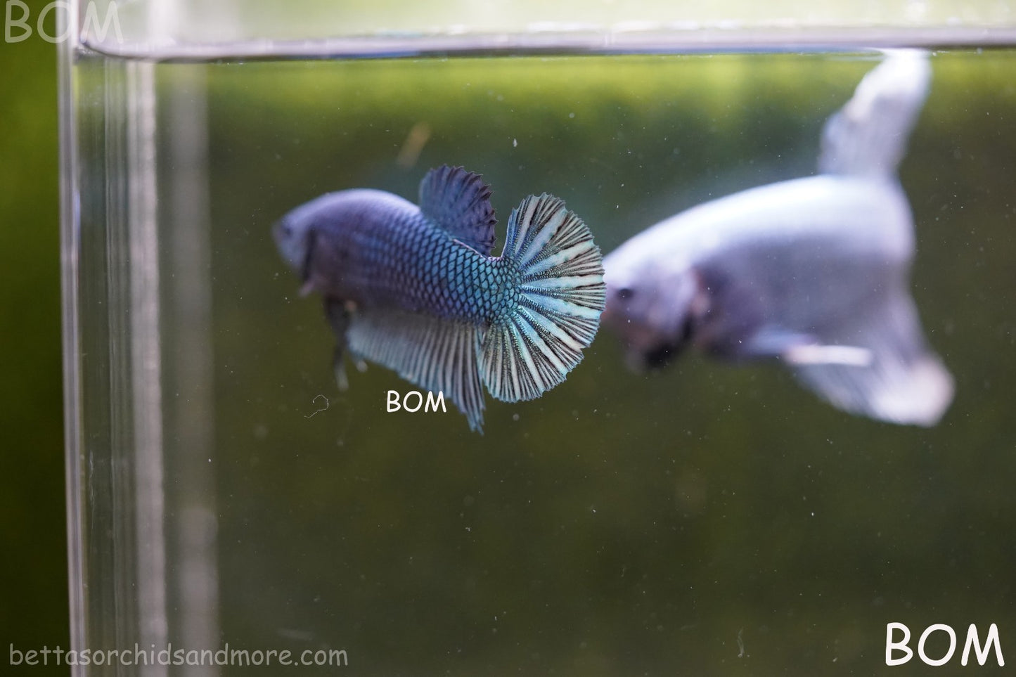 LIVE BETTA GIANT FEMALE BLUE SERIES | BOM-A311