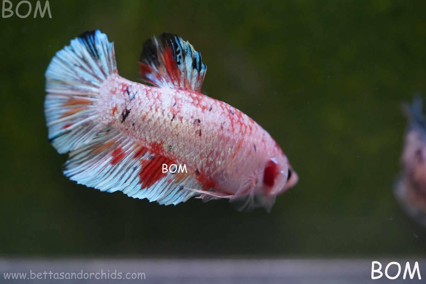 Betta Plakat GIANT MALE MULTICOLOUR | BOM-A99