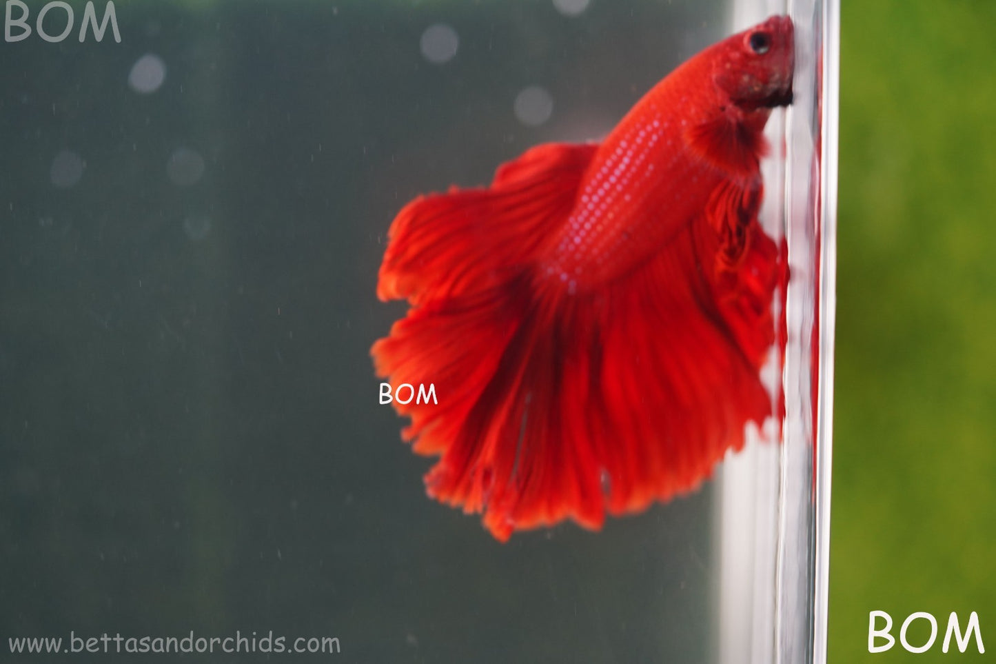 LIVE BETTA MALE KING RED ROSE TAIL : Unique Fish | BOM-A294