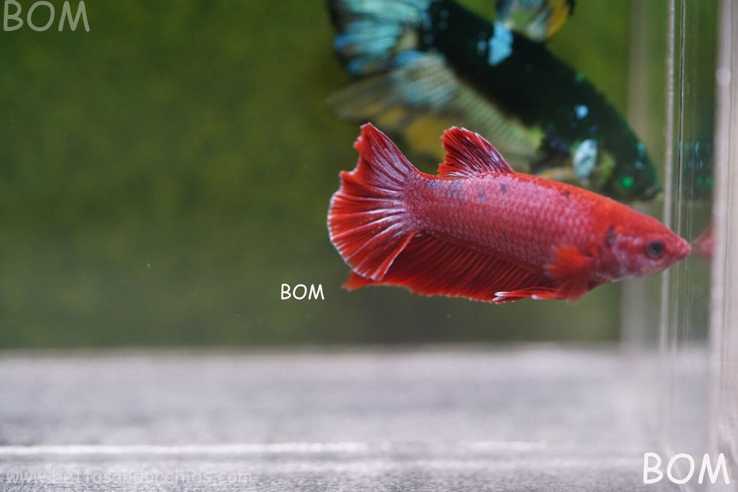 LIVE BETTA MALE RED | BOM830