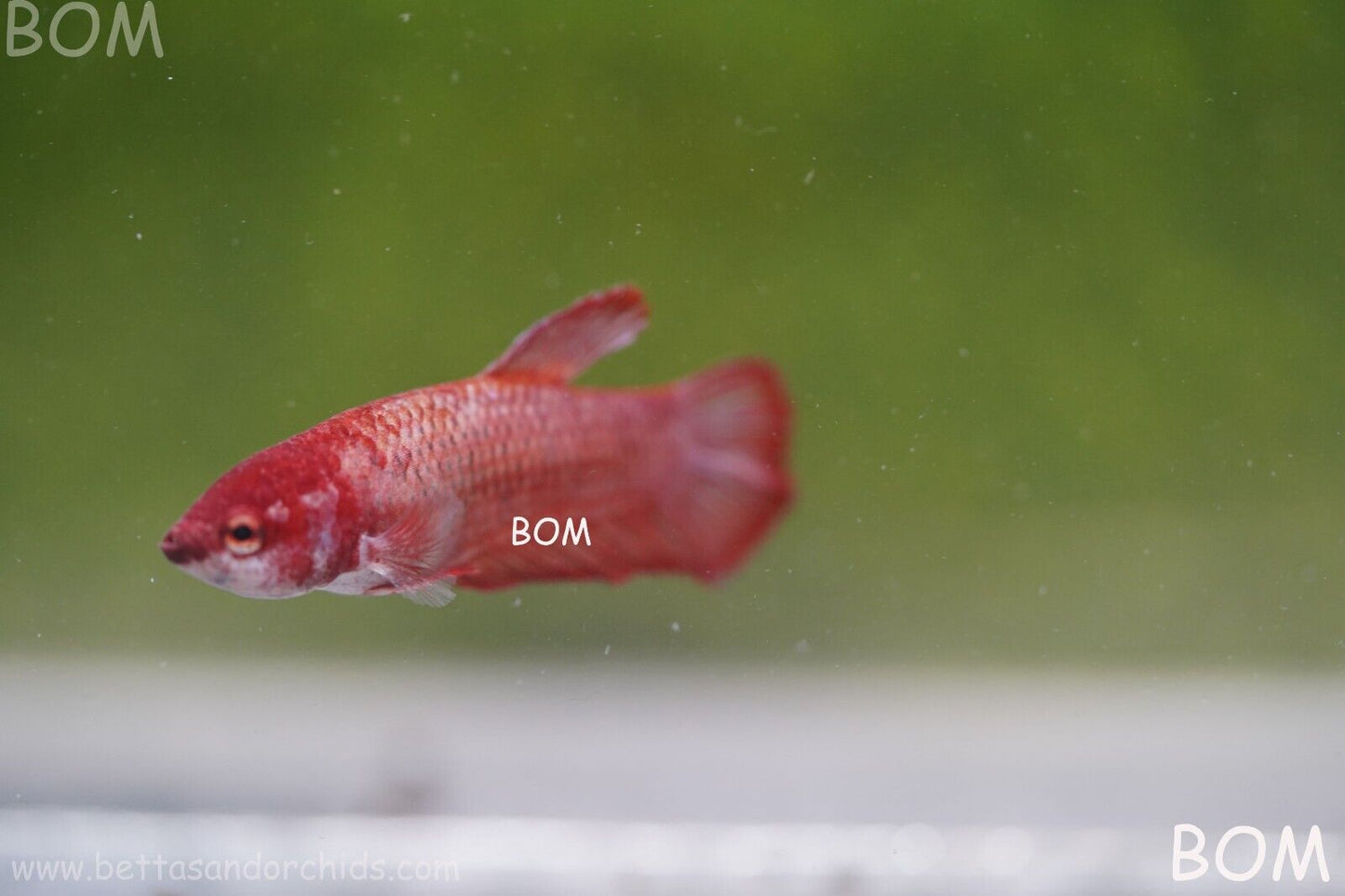 LIVE BETTA HMPK FEMALE FANCY RED | BOM975