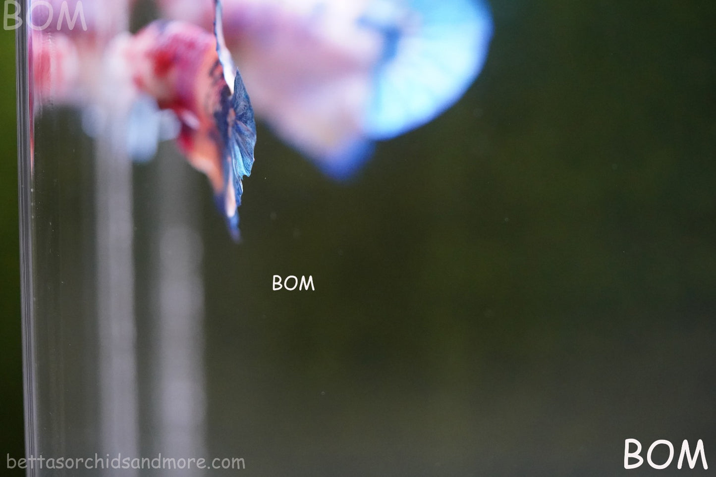 LIVE BETTTA MALE METALLIC MULTICOLOUR HMPK BEAUTIFUL COLOURS | BOM-A280