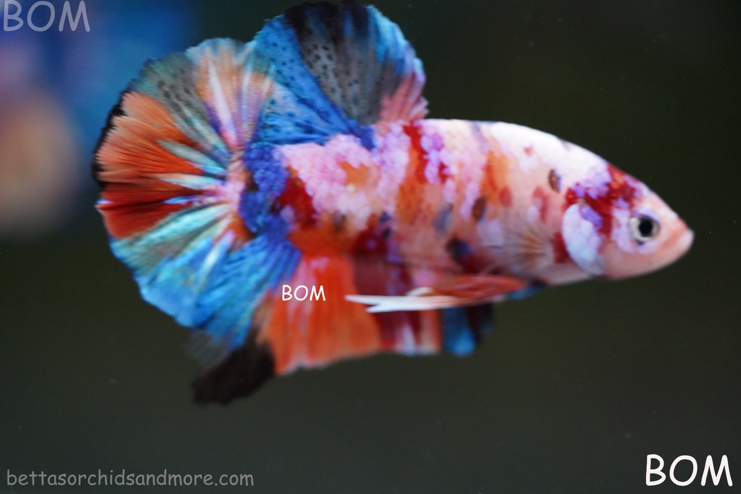LIVE BETTTA MALE METALLIC MULTICOLOUR HMPK BEAUTIFUL COLOURS | BOM-A282