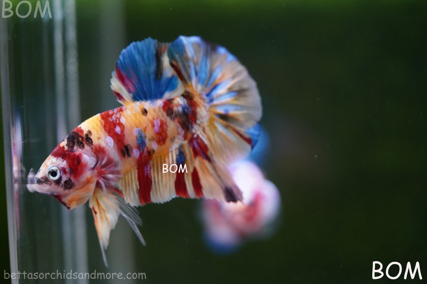 LIVE BETTTA MALE METALLIC MULTICOLOUR HMPK BEAUTIFUL COLOURS | BOM-A283
