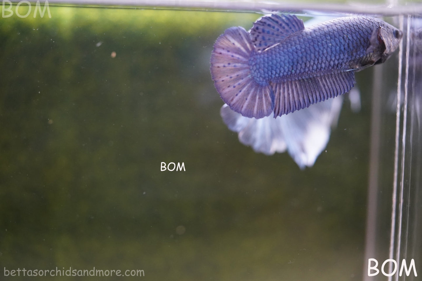 LIVE BETTA GIANT FEMALE BLUE SERIES | BOM-A308