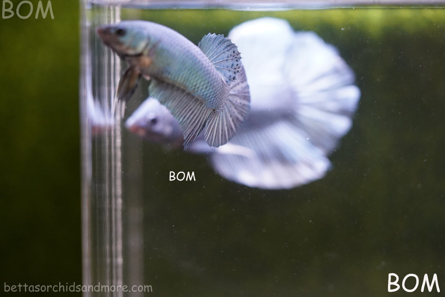 LIVE BETTA GIANT FEMALE BLUE SERIES | BOM-A314