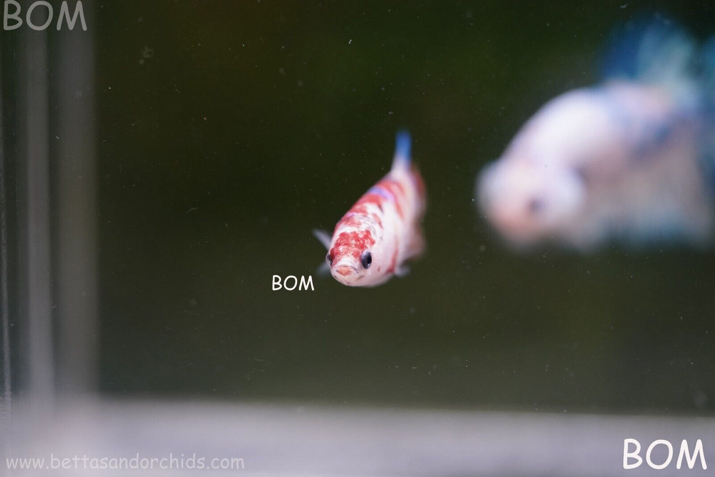 LIVE BETTTA BIG FEMALE MULTICOLOUR HMPK | BOM-A118