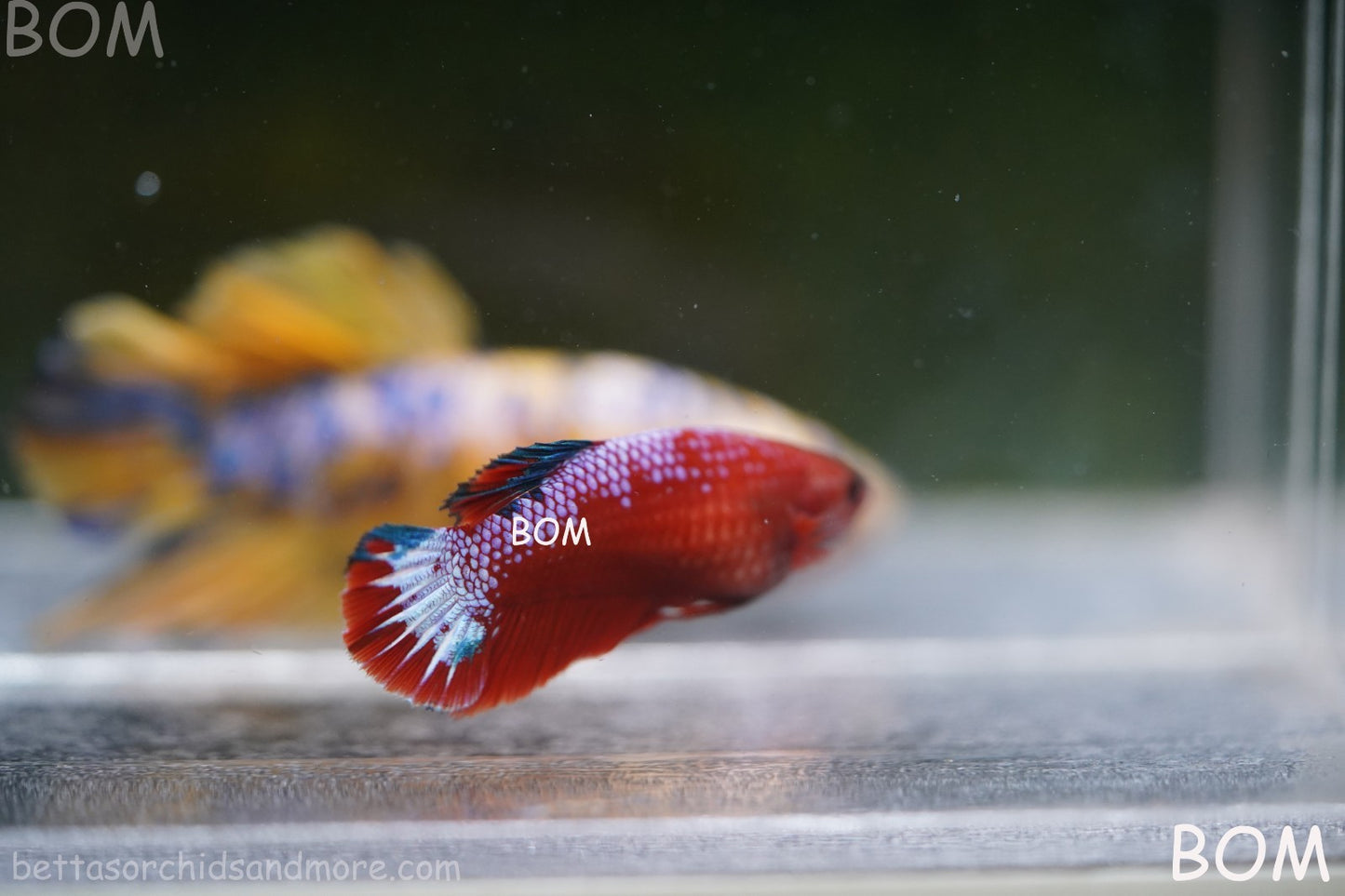 PREMIUM FEMALE HELLBOY HMPK BETTA Fish:Live HMPK | BOM-A275