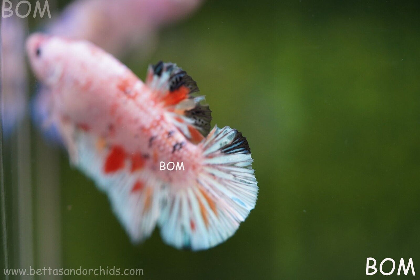 Betta Plakat GIANT MALE MULTICOLOUR | BOM-A99