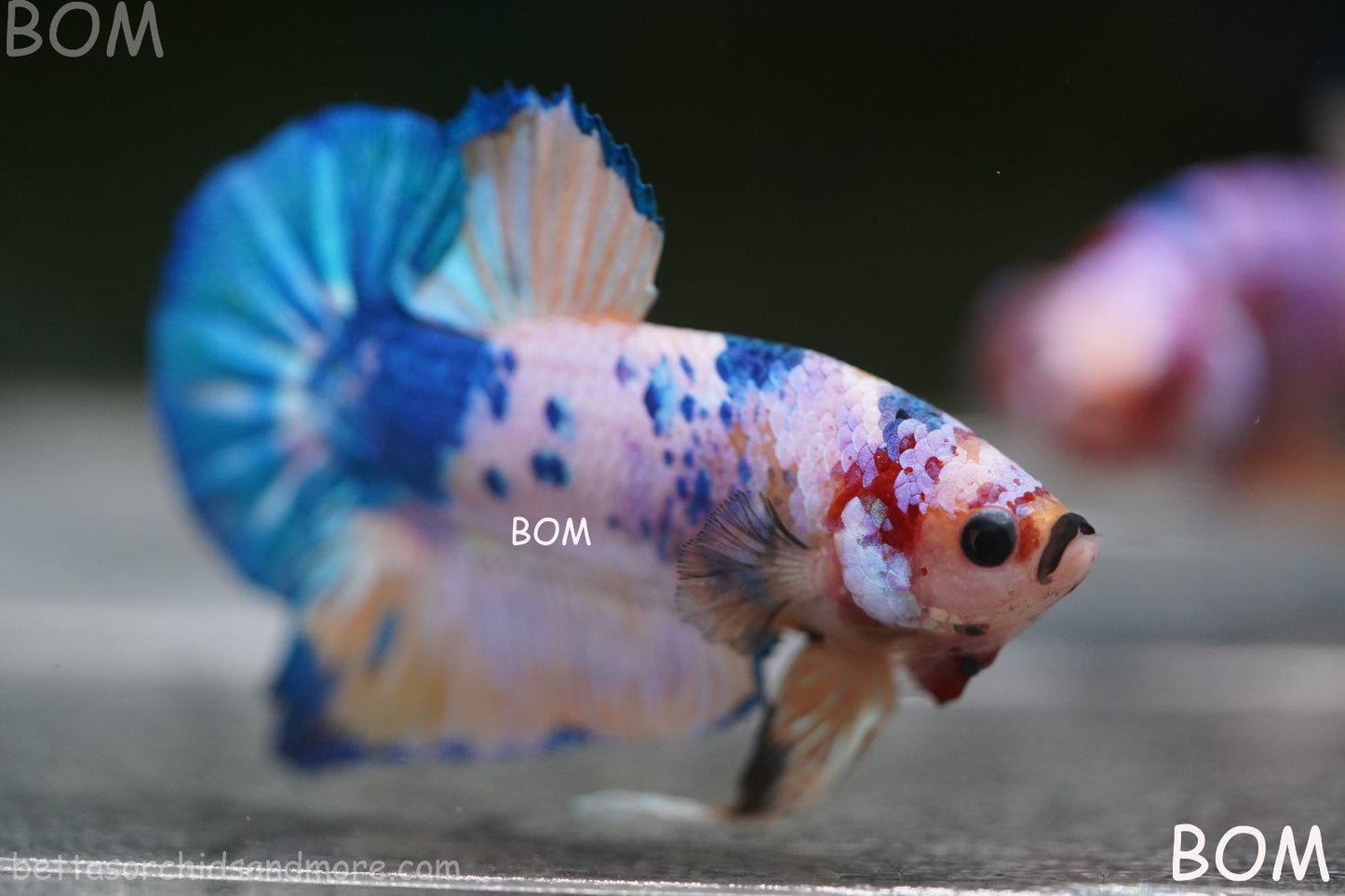 LIVE BETTTA MALE METALLIC MULTICOLOUR HMPK BEAUTIFUL COLOURS | BOM-A281