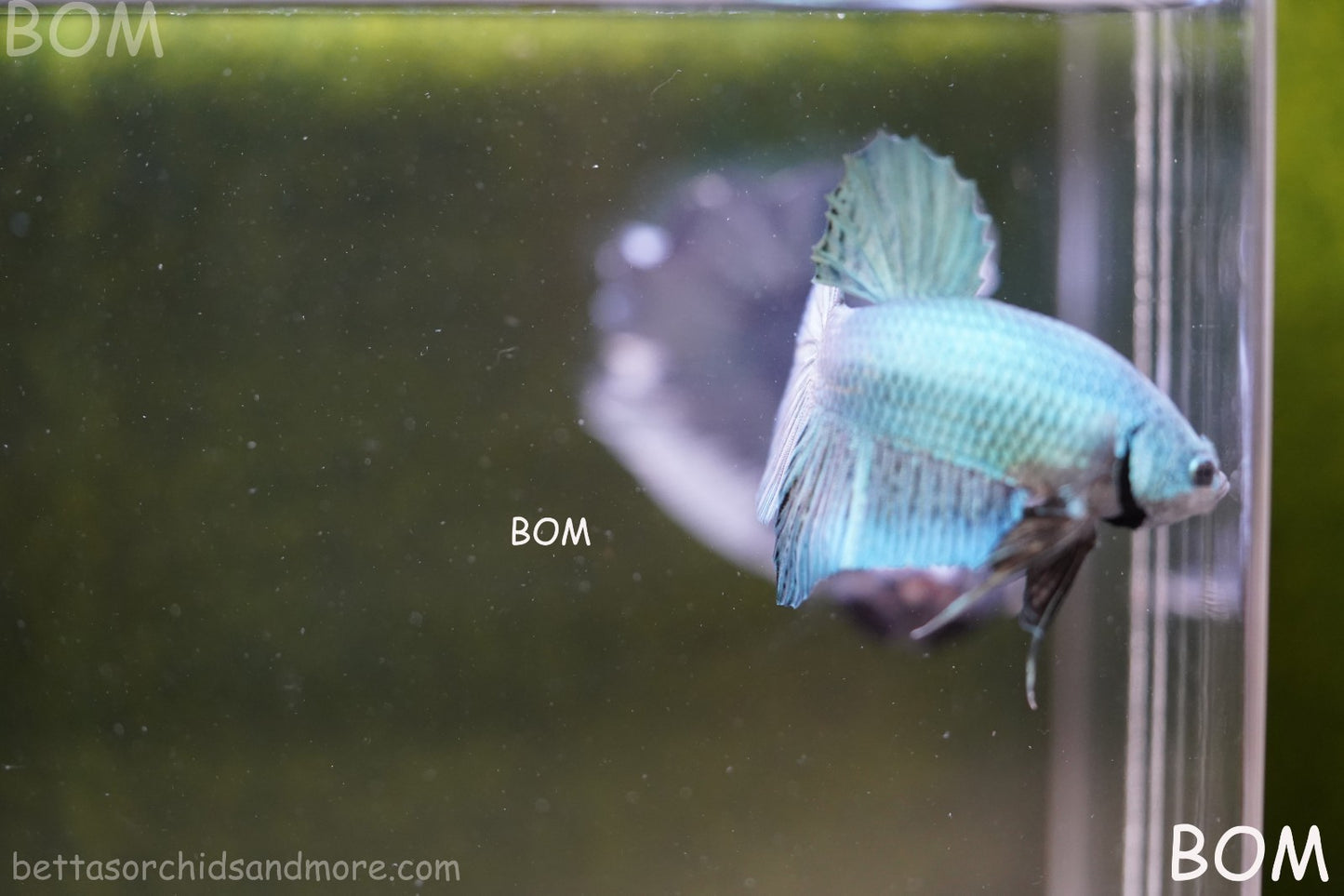 LIVE BETTA GIANT MALE BLUE SERIES 5 CM BO | BOM-A312