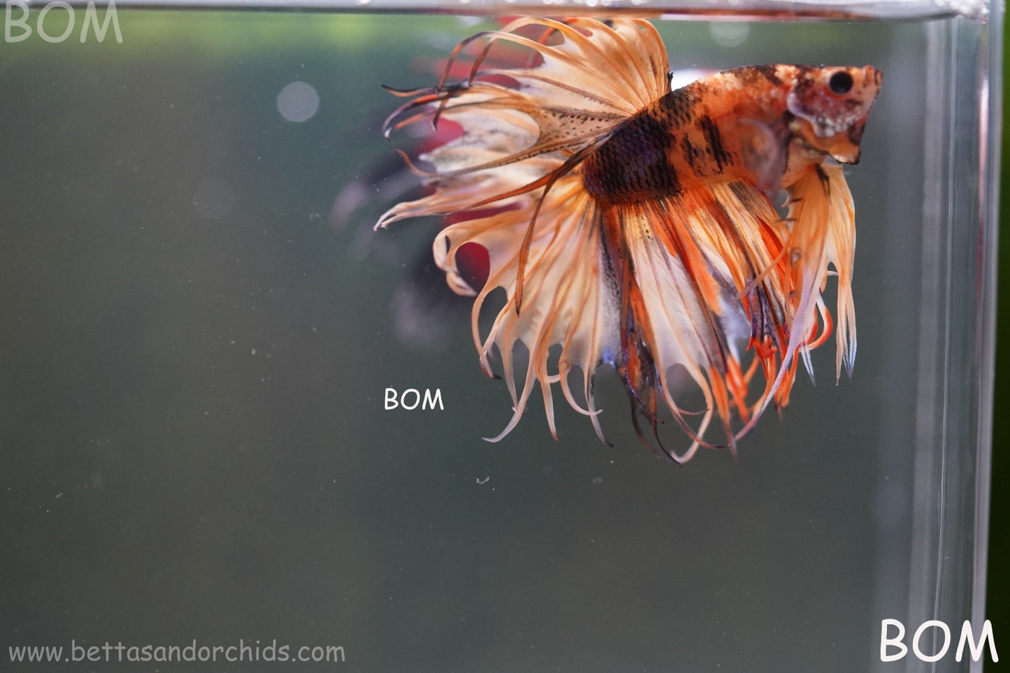 LIVE BETTA MALE CROWN JELLY YELLOW : Unique Fish | BOM-A301