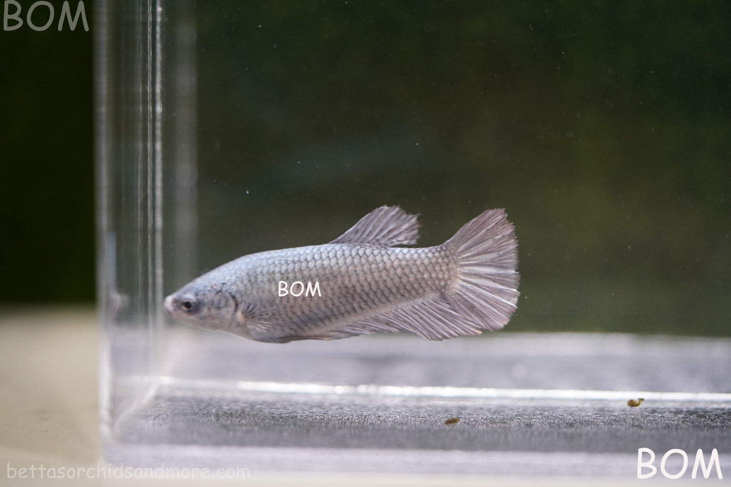 LIVE BETTA JUNIOR GIANT FEMALE COPPER | BOM-A317