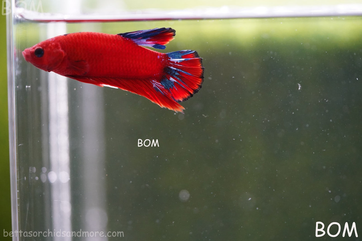 PREMIUM MALE HELLBOY HMPK BETTA Fish:Live HMPK | BOM-A273