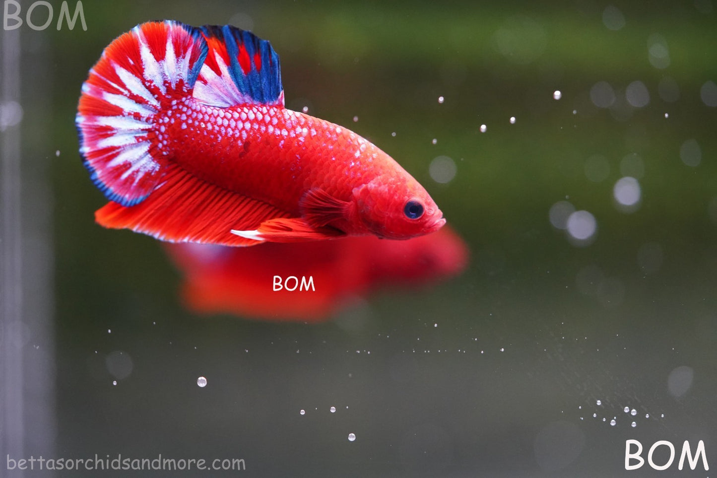 PREMIUM MALE HELLBOY HMPK BETTA Fish:Live HMPK | BOM-A270