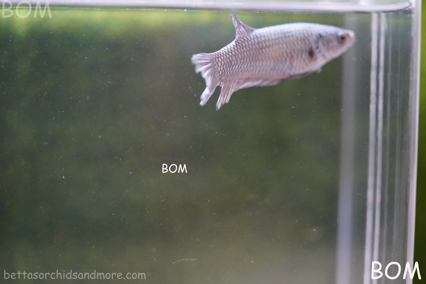 LIVE BETTA JUNIOR GIANT FEMALE COPPER | BOM-A317