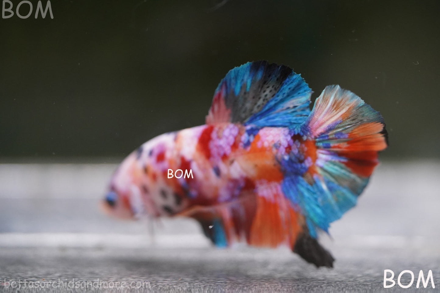 LIVE BETTTA MALE METALLIC MULTICOLOUR HMPK BEAUTIFUL COLOURS | BOM-A282