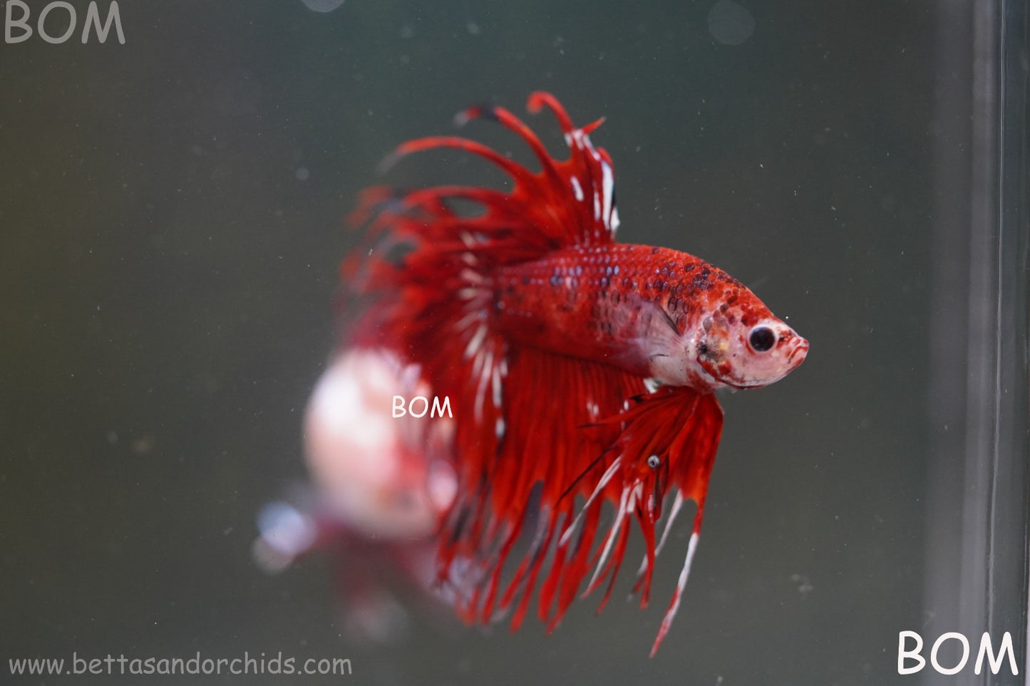 LIVE BETTA MALE CROWN FANTASTIC REDS KOI : Unique Fish | BOM-A303