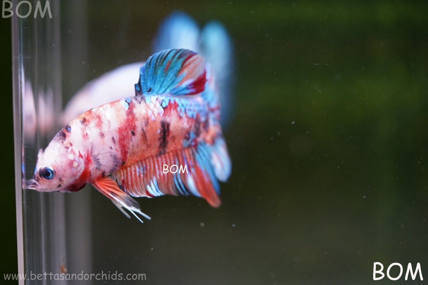 LIVE BETTTA BIG MALE MULTICOLOUR HMPK | BOM-A113