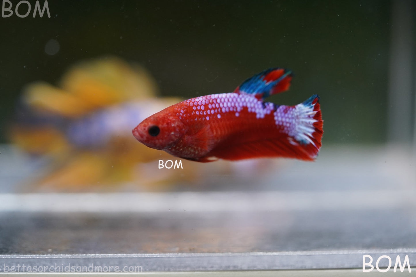 PREMIUM FEMALE HELLBOY HMPK BETTA Fish:Live HMPK | BOM-A275