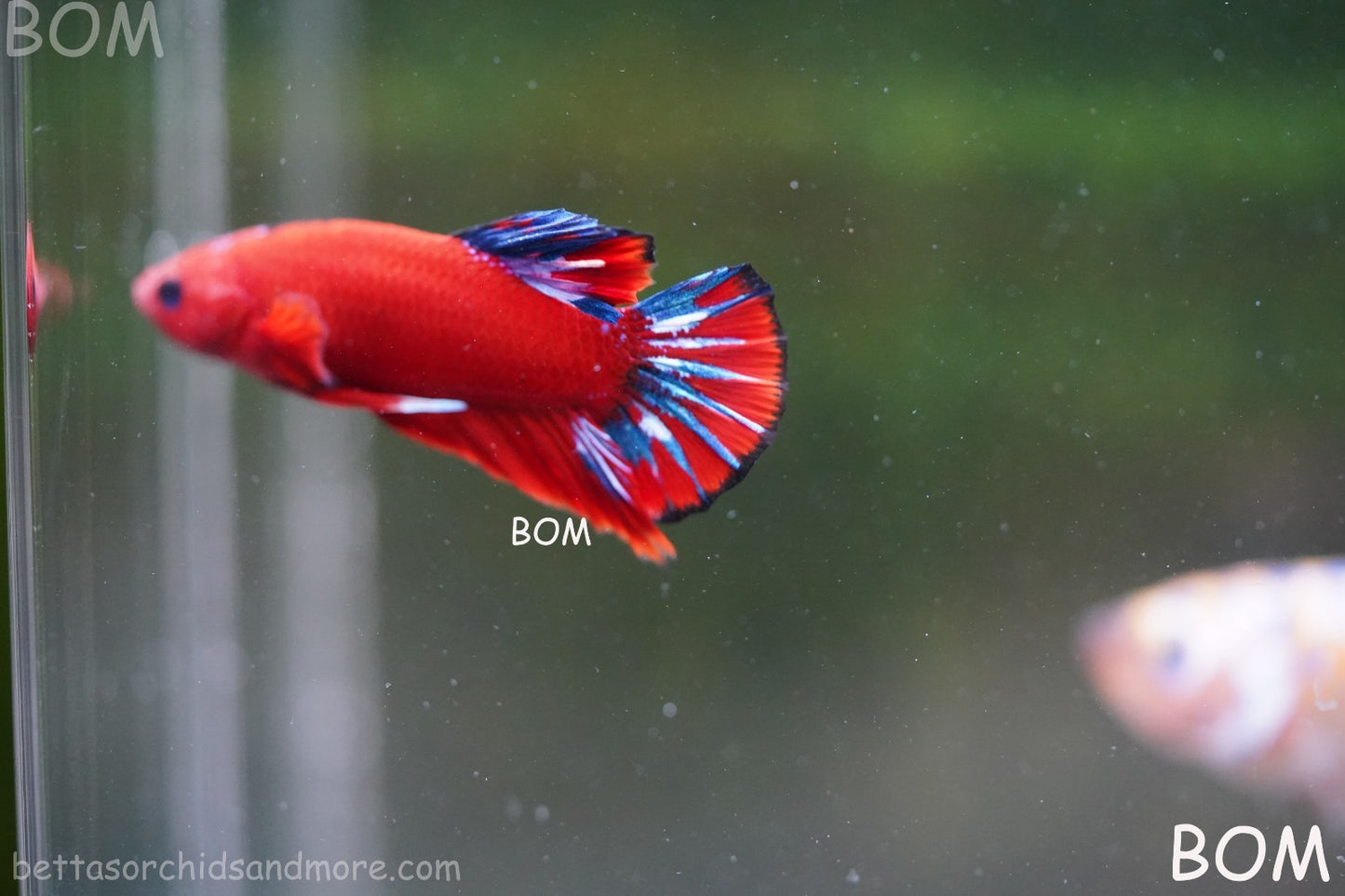 PREMIUM MALE HELLBOY HMPK BETTA Fish:Live HMPK | BOM-A273