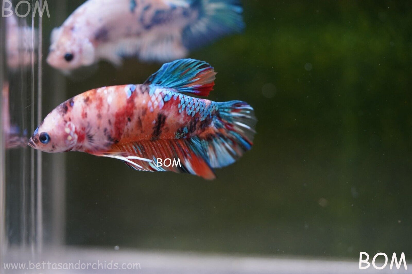 LIVE BETTTA BIG MALE MULTICOLOUR HMPK | BOM-A113