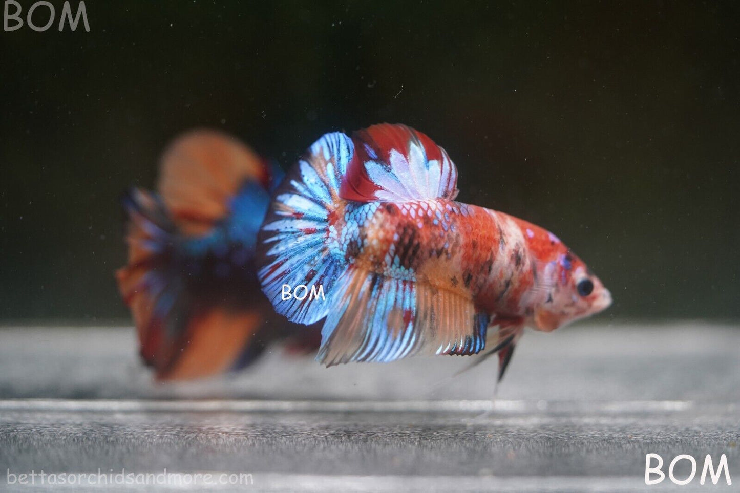 LIVE BETTTA BIG MALE MULTICOLOUR HMPK | BOM-A144
