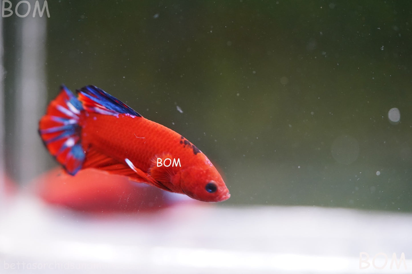 PREMIUM MALE HELLBOY HMPK BETTA Fish:Live HMPK | BOM-A273