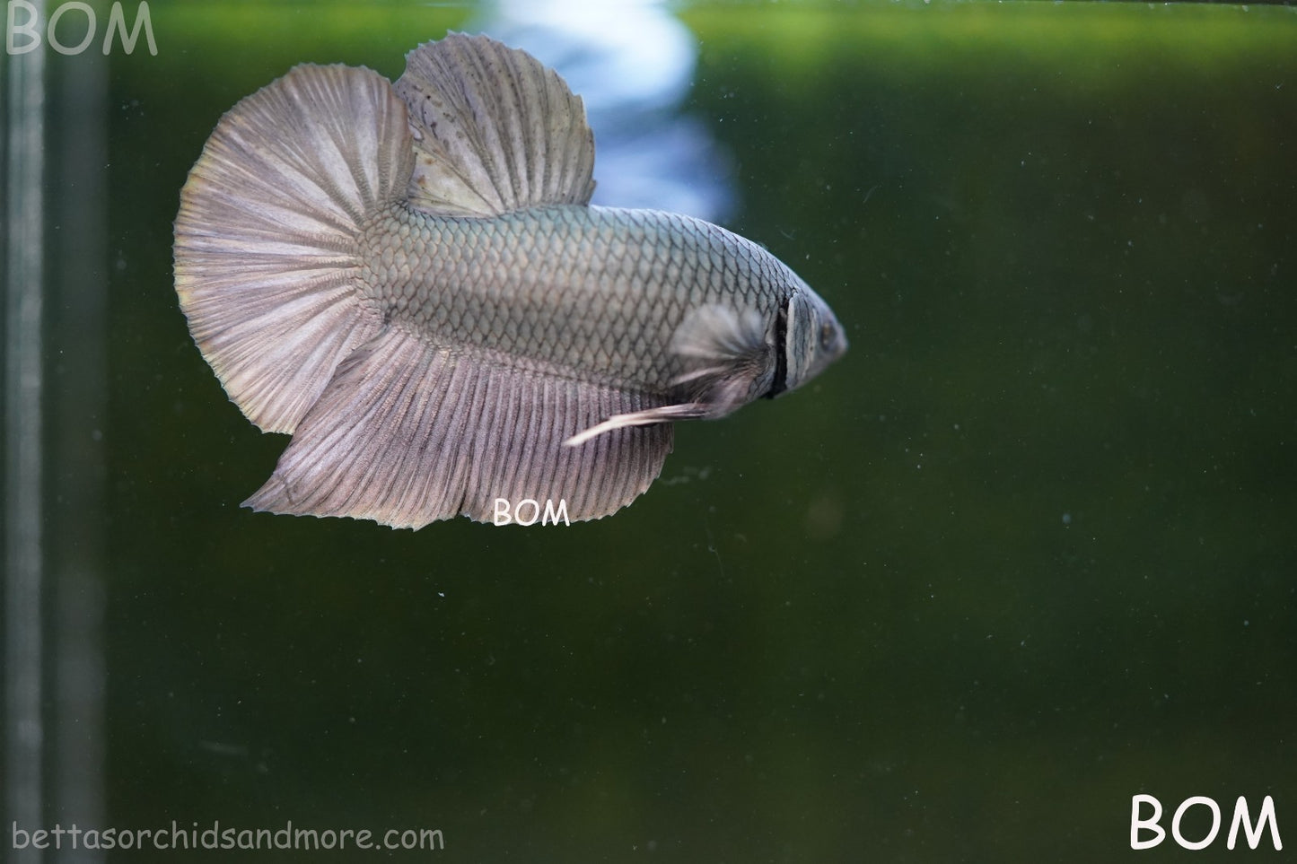 LIVE BETTA GIANT MALE COPPER 5 CM BO | BOM-A315