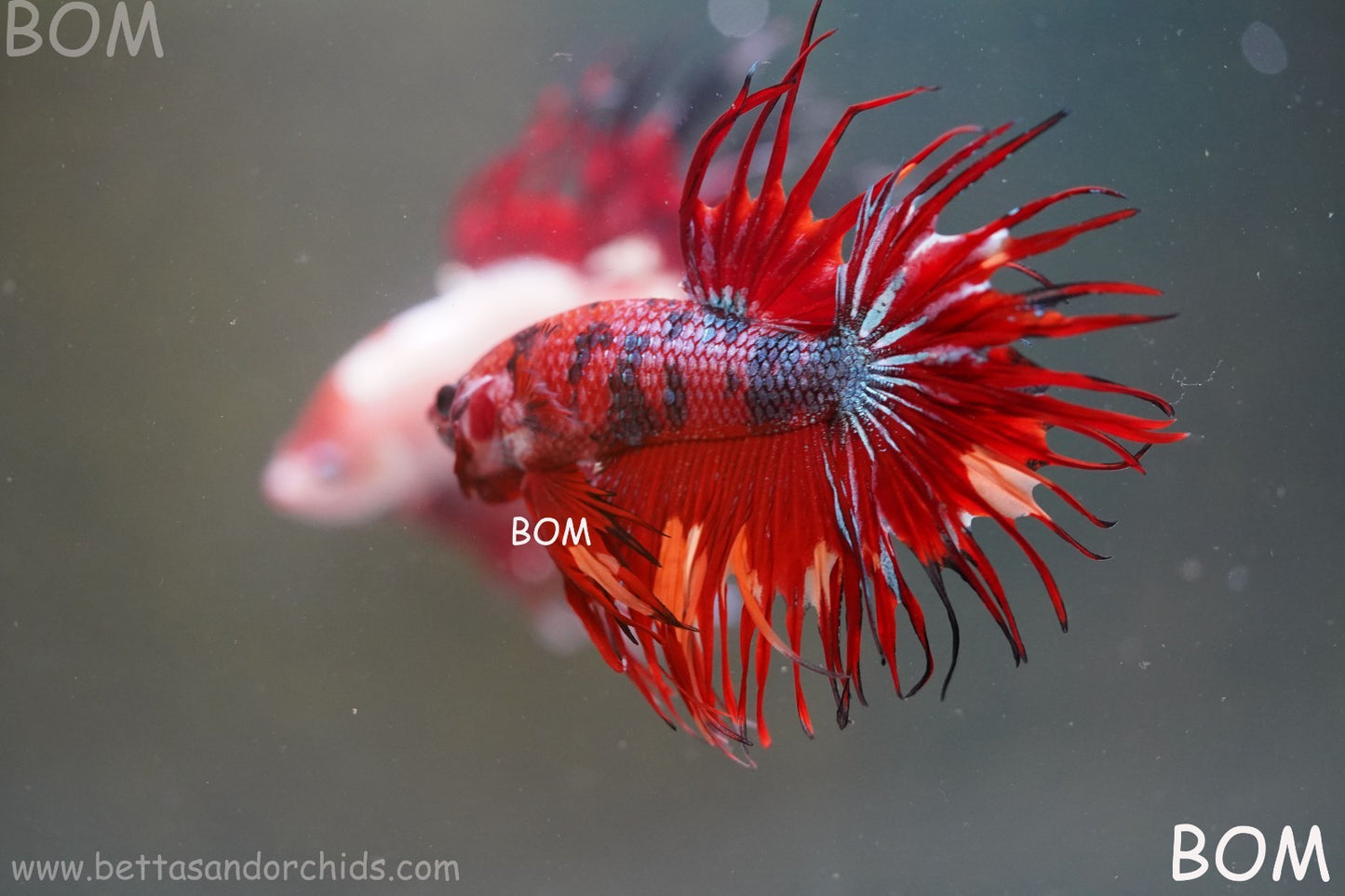 LIVE BETTA MALE CROWN NEMO REDS : Unique Fish | BOM-A302