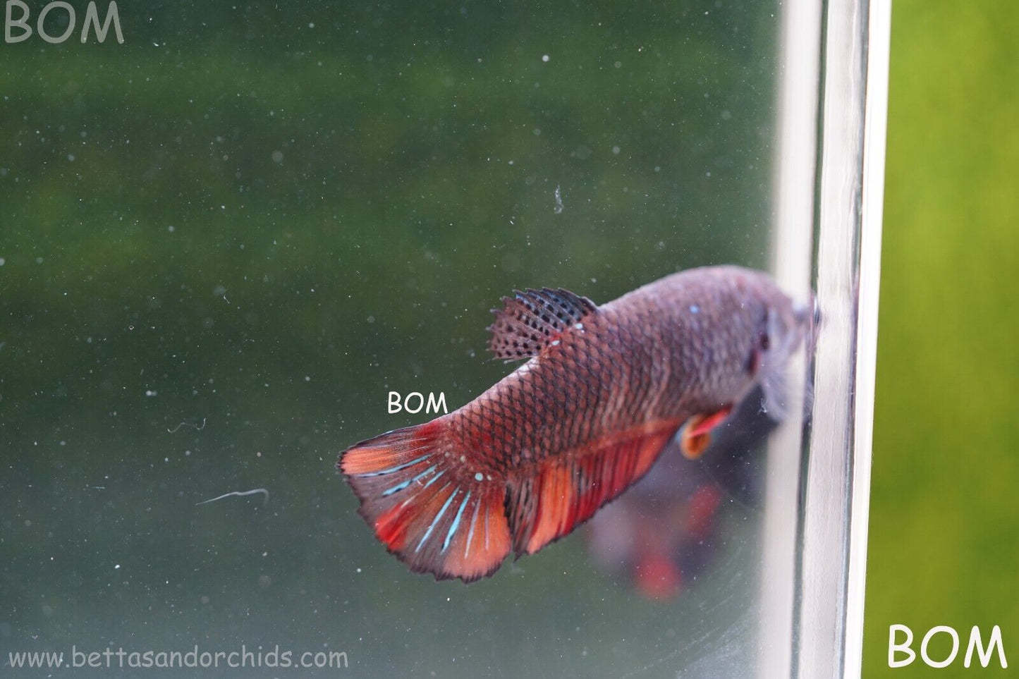 LIVE BETTA HMPK BIG FEMALE BLACK VARIANT | BOM-A50