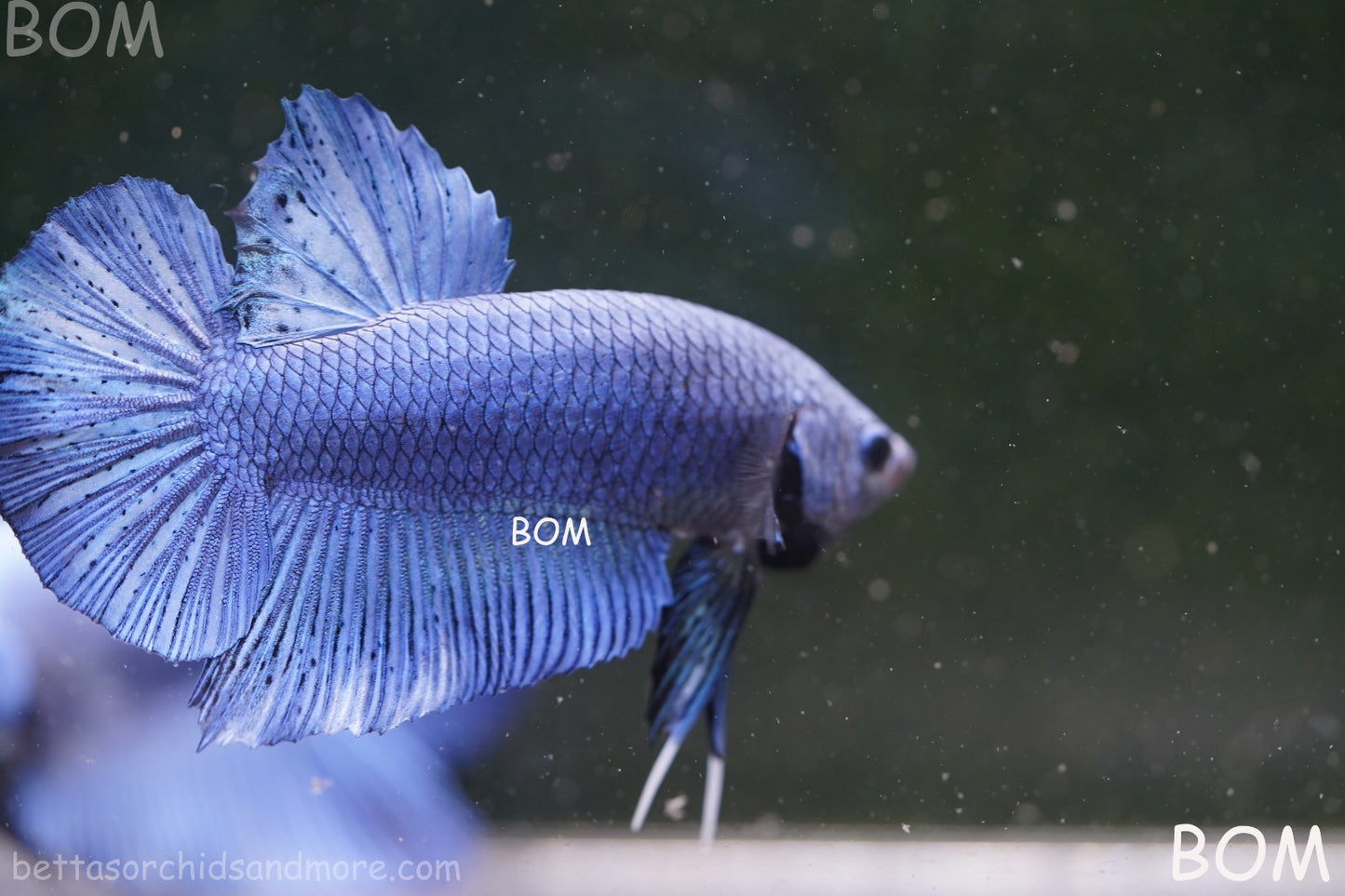Betta Plakat GIANT MALE BLUE SERIES 5 CM BO | BOM-A304