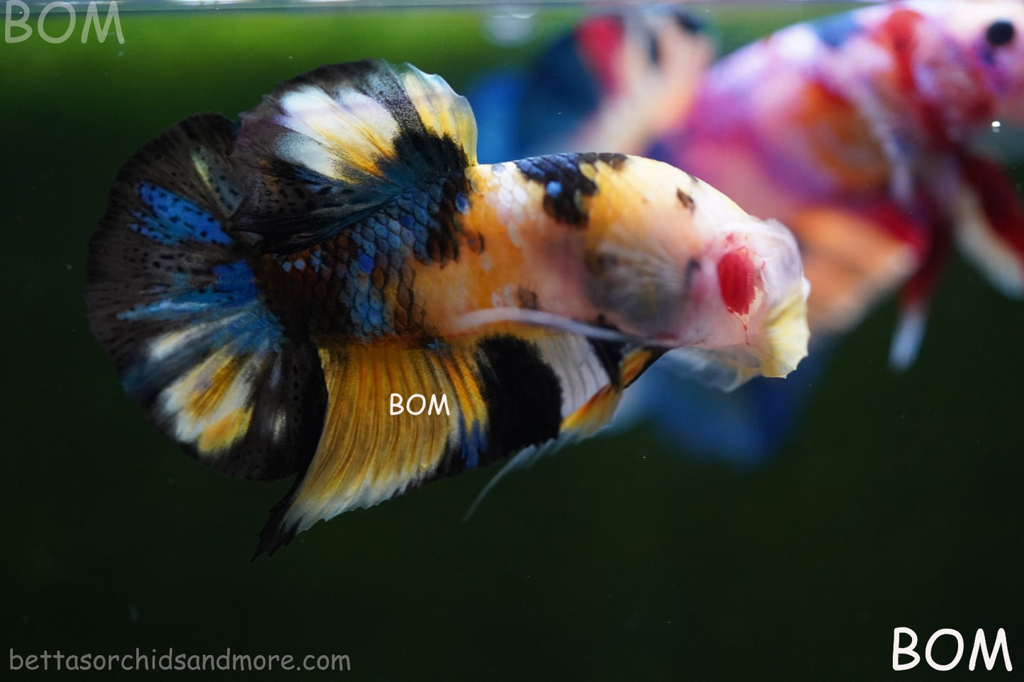 LIVE BETTTA MALE METALLIC MULTICOLOUR HMPK BEAUTIFUL COLOURS | BOM-A284