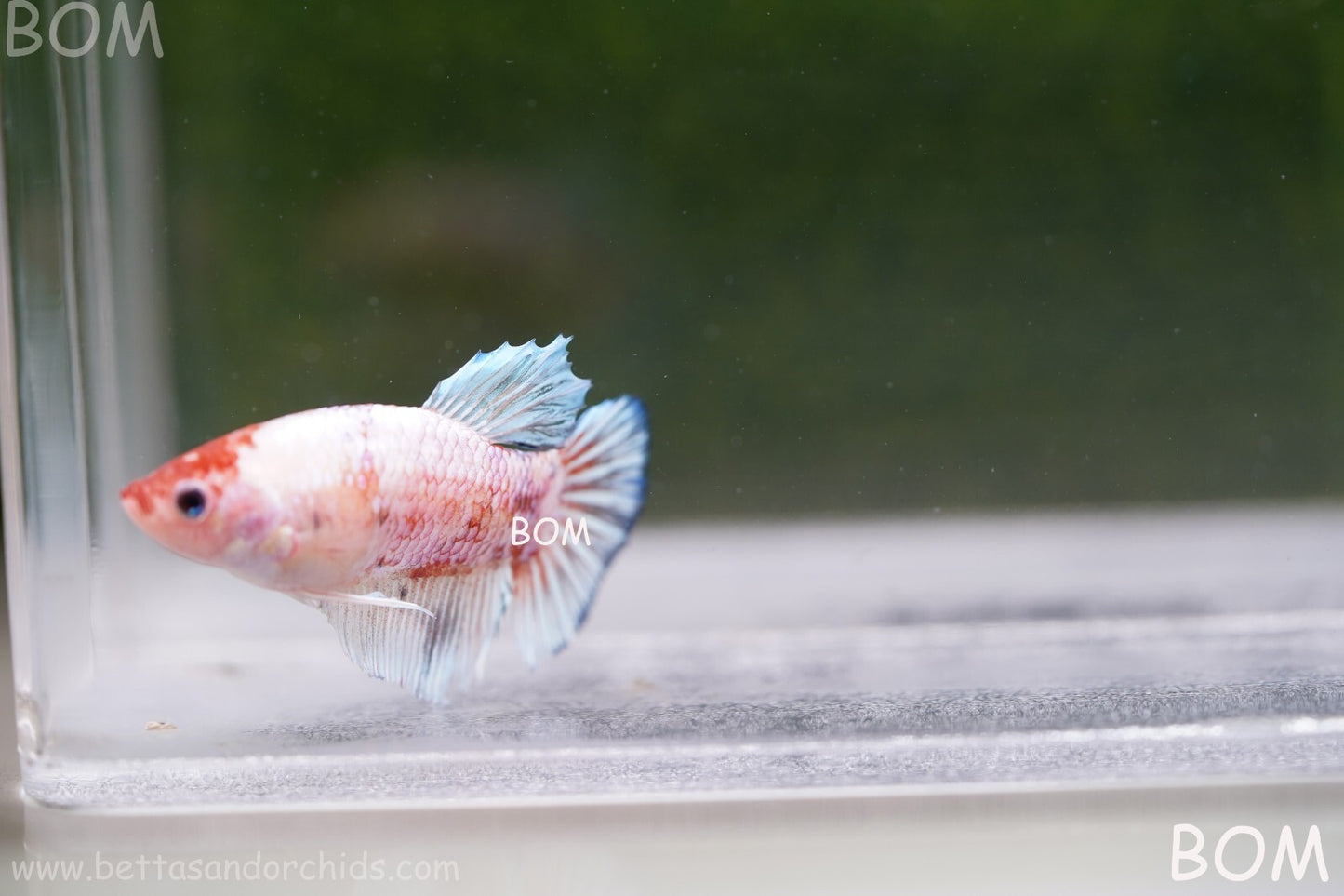 MALE BETTA HMPK MULTICOLOUR | BOM932