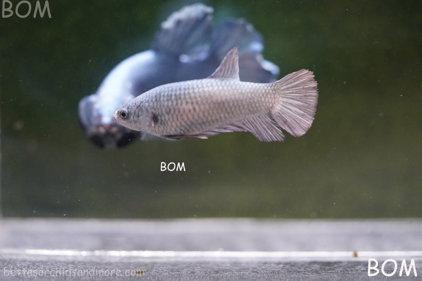 LIVE BETTA JUNIOR GIANT FEMALE COPPER | BOM-A317