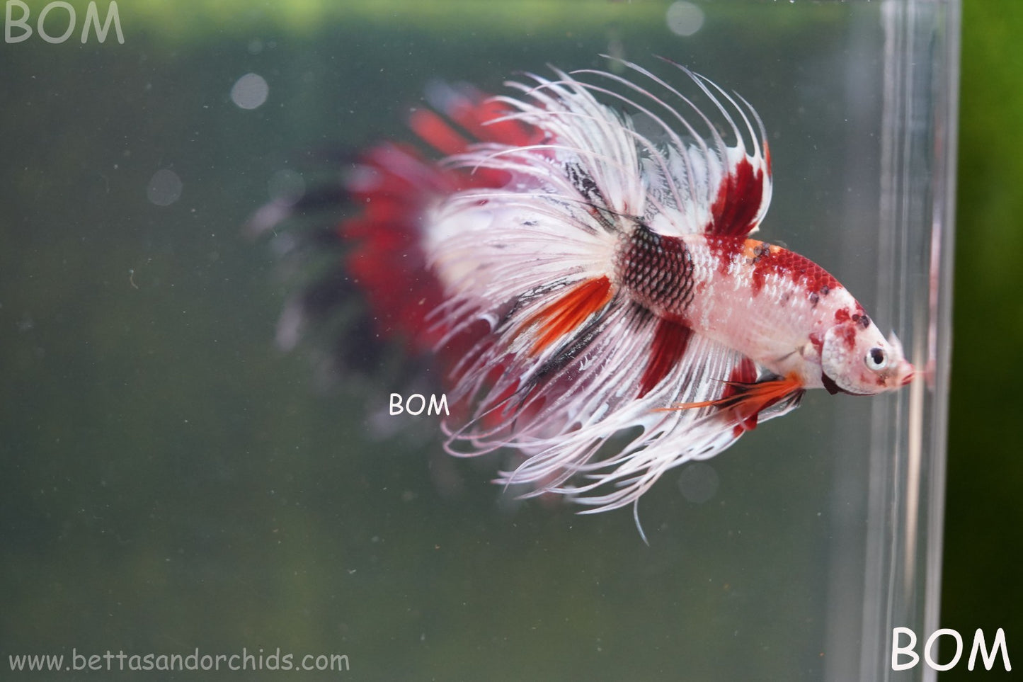 LIVE BETTA MALE CROWN RED KOI : Unique Fish | BOM-A295