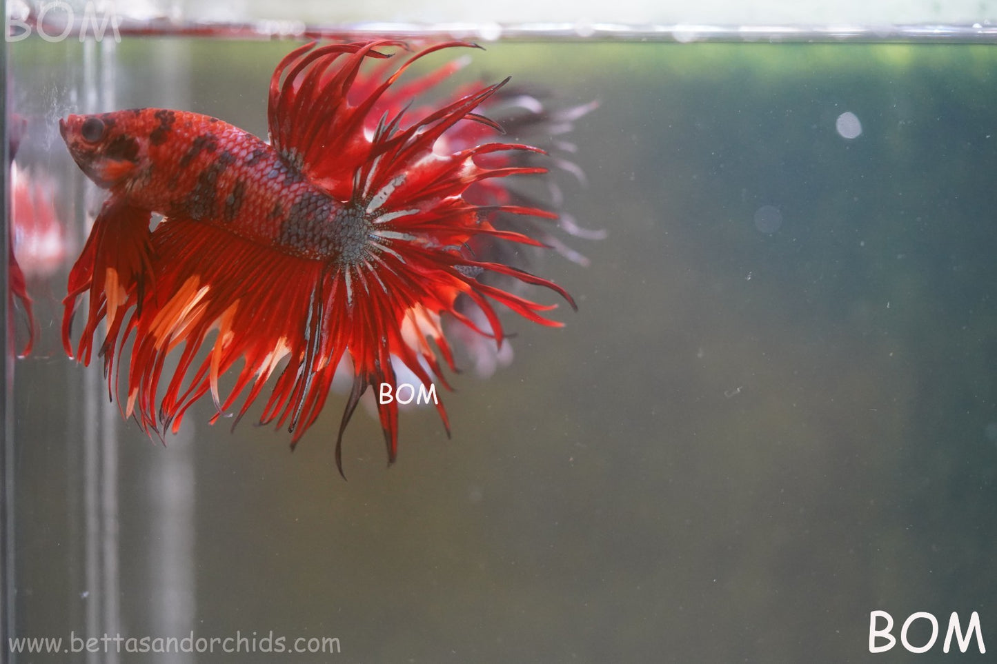 LIVE BETTA MALE CROWN NEMO REDS : Unique Fish | BOM-A302