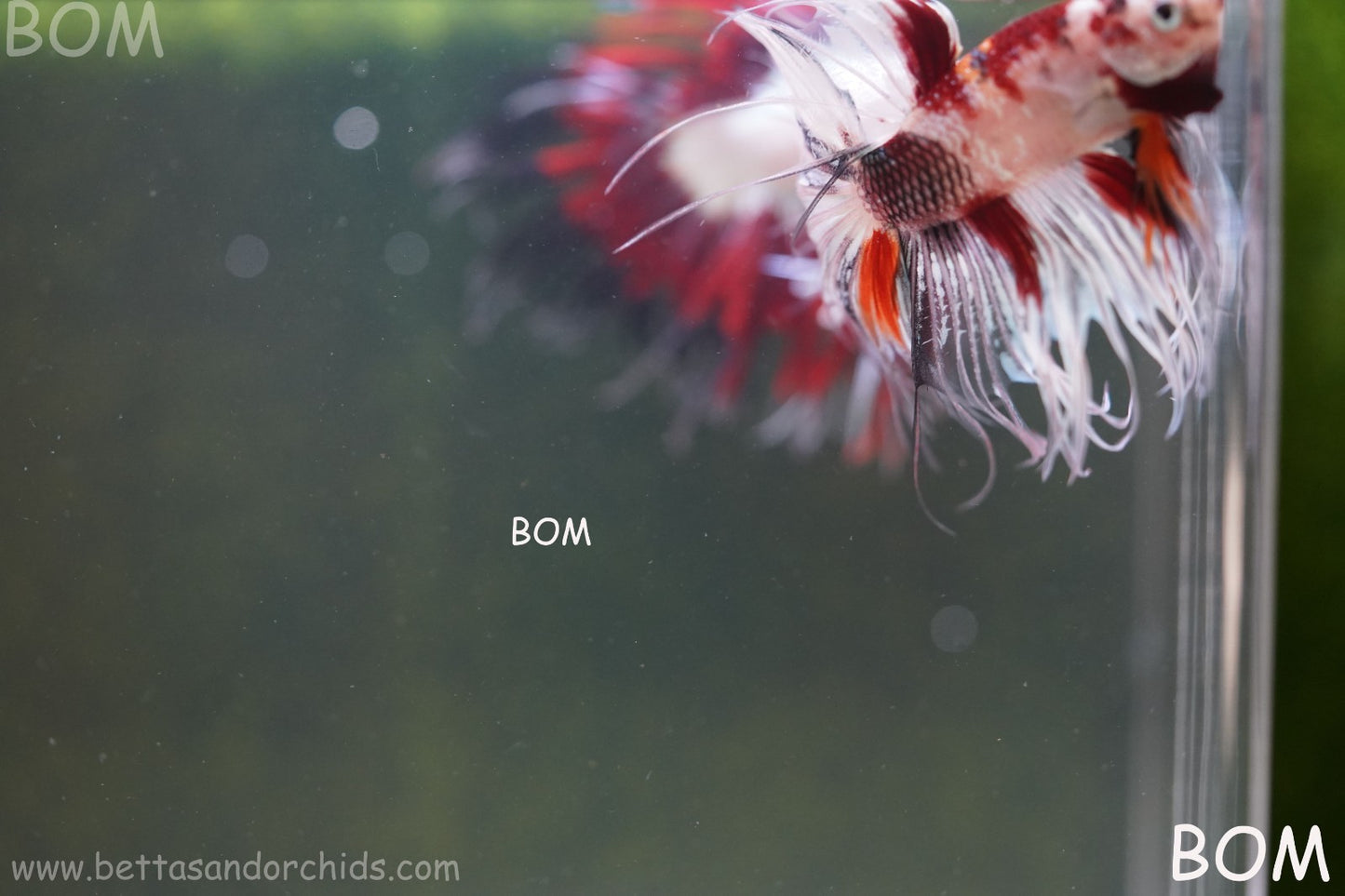 LIVE BETTA MALE CROWN RED KOI : Unique Fish | BOM-A295