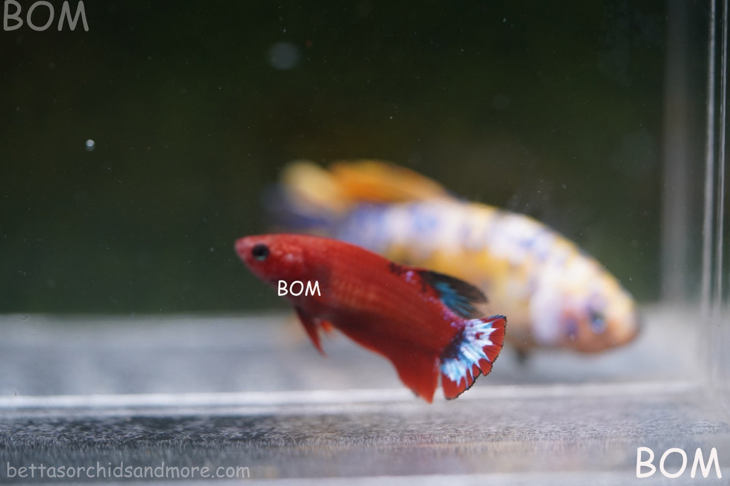 PREMIUM FEMALE HELLBOY HMPK BETTA Fish:Live HMPK | BOM-A277