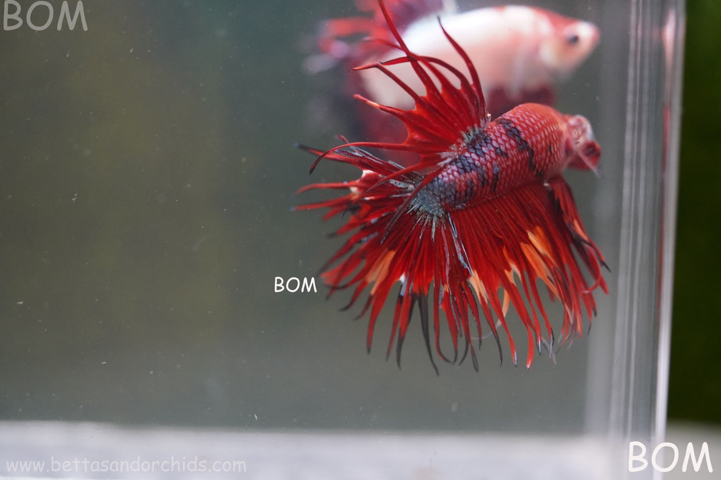 LIVE BETTA MALE CROWN NEMO REDS : Unique Fish | BOM-A302