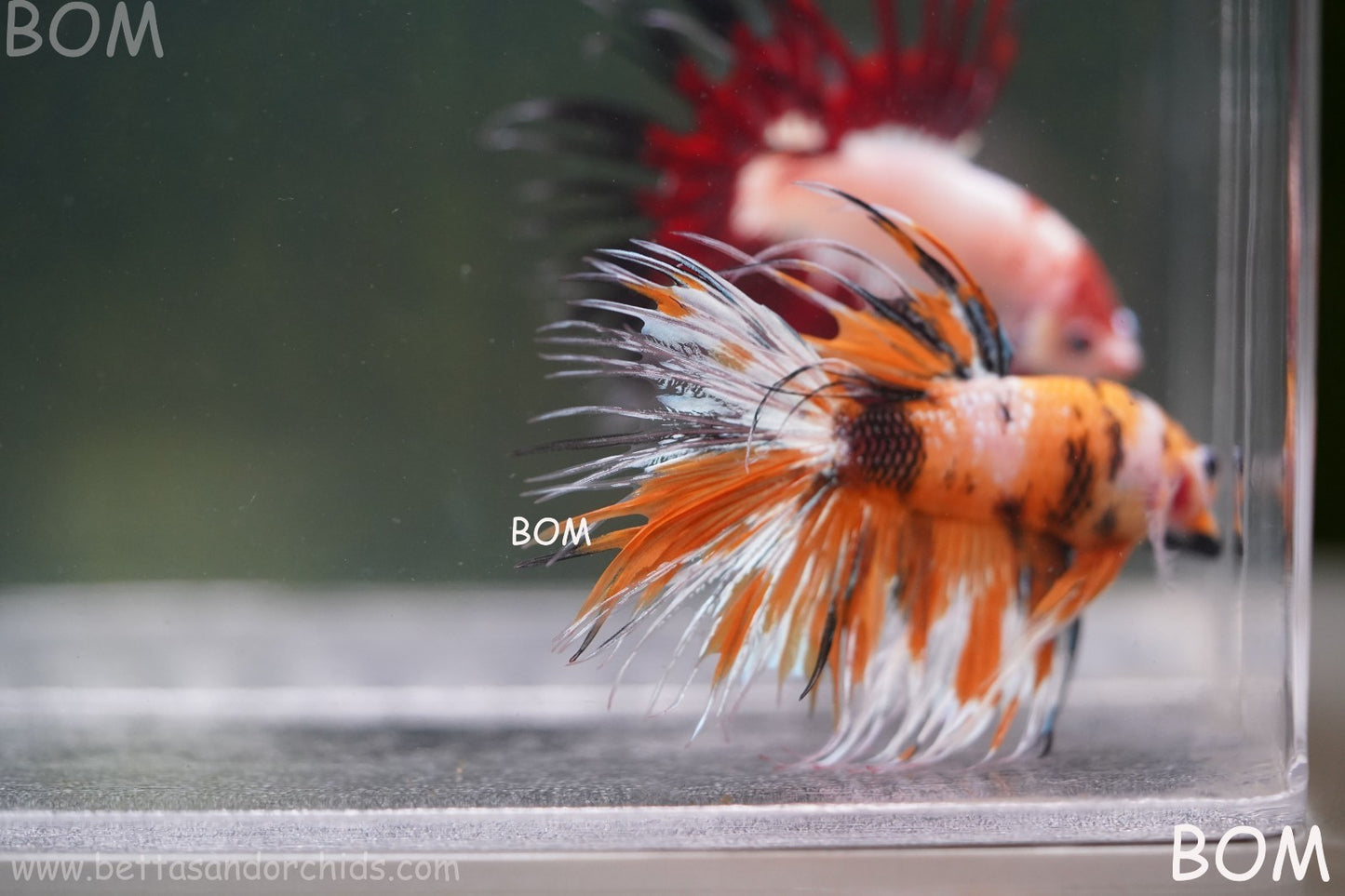 LIVE BETTA MALE CROWN LEOPARDS : Unique Fish | BOM-A296