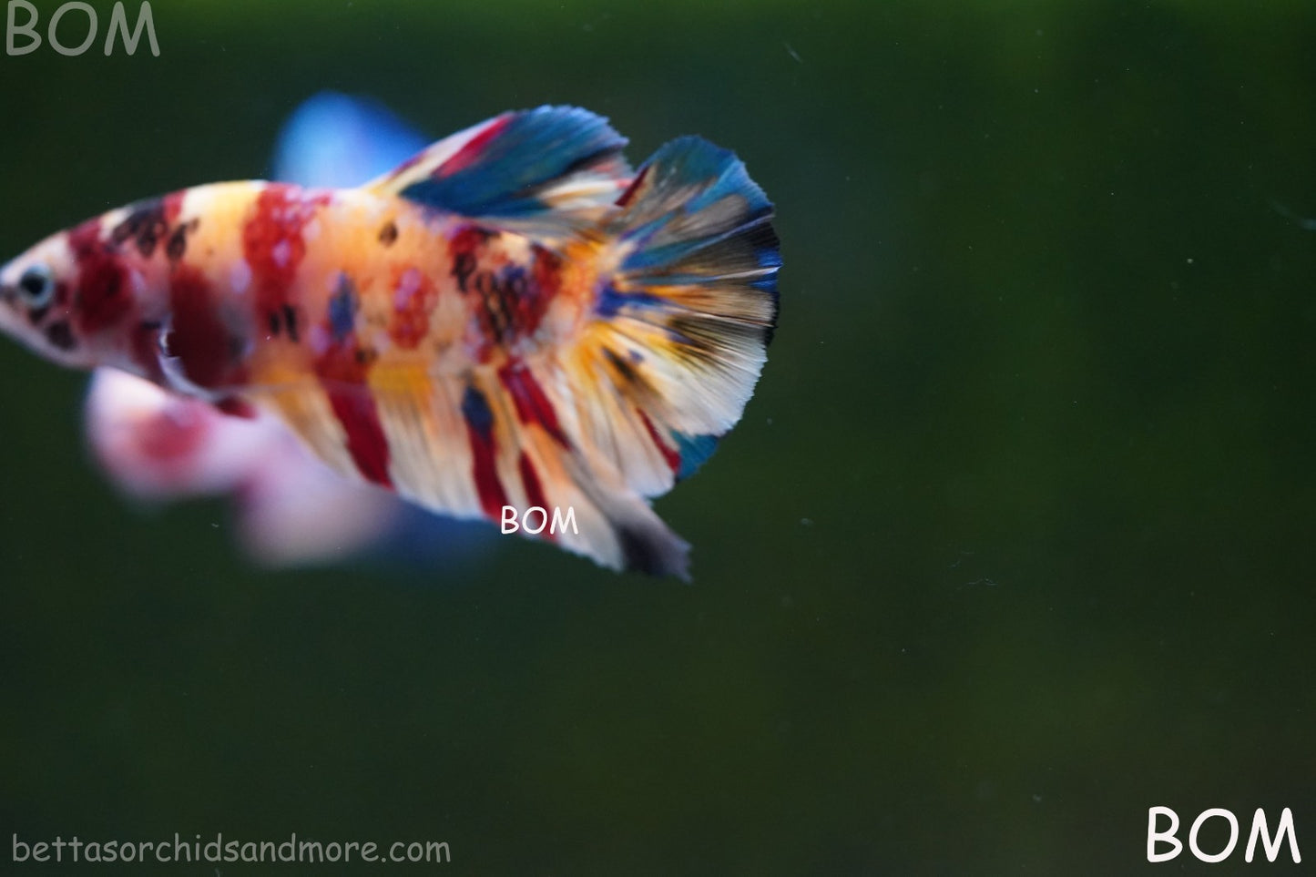 LIVE BETTTA MALE METALLIC MULTICOLOUR HMPK BEAUTIFUL COLOURS | BOM-A283