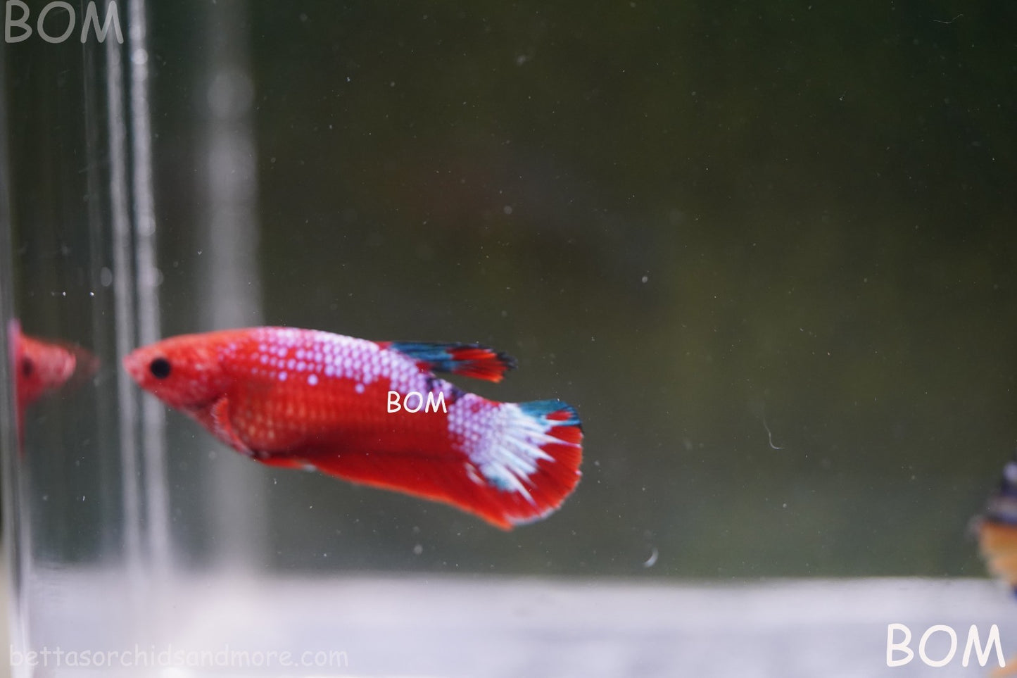 PREMIUM FEMALE HELLBOY HMPK BETTA Fish:Live HMPK | BOM-A275
