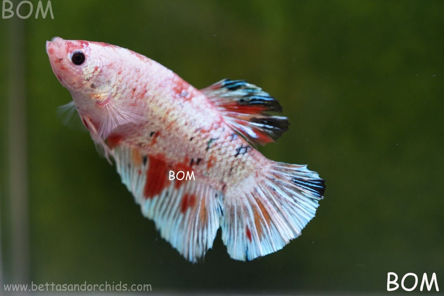 Betta Plakat GIANT MALE MULTICOLOUR | BOM-A99
