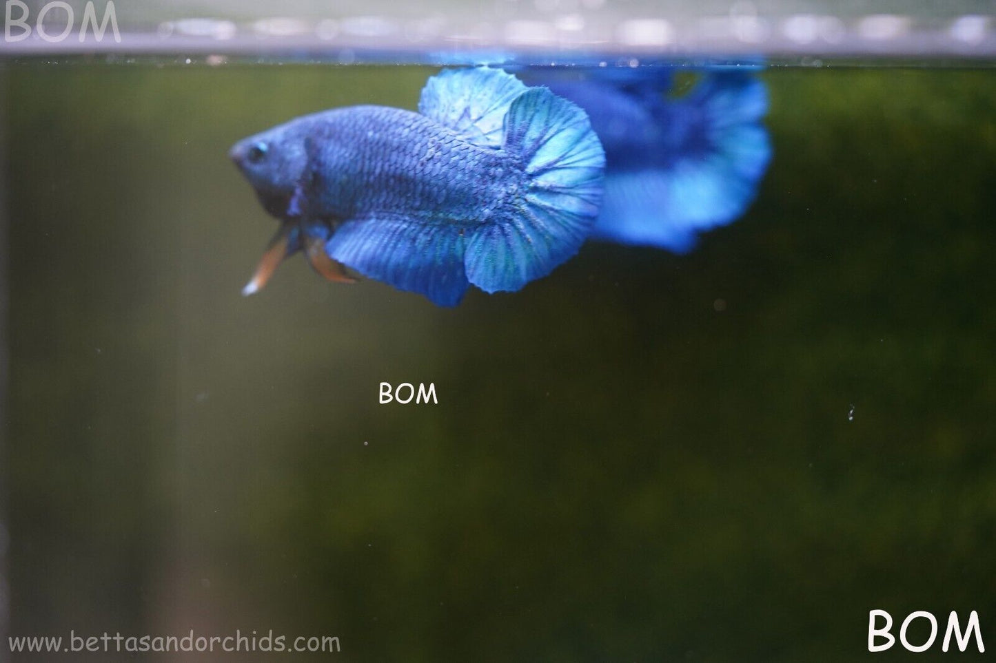 MALE GREEN ARMOUR SERIES Plakat Betta Fish: Live HMPK YELLOW TIE BOM-A65