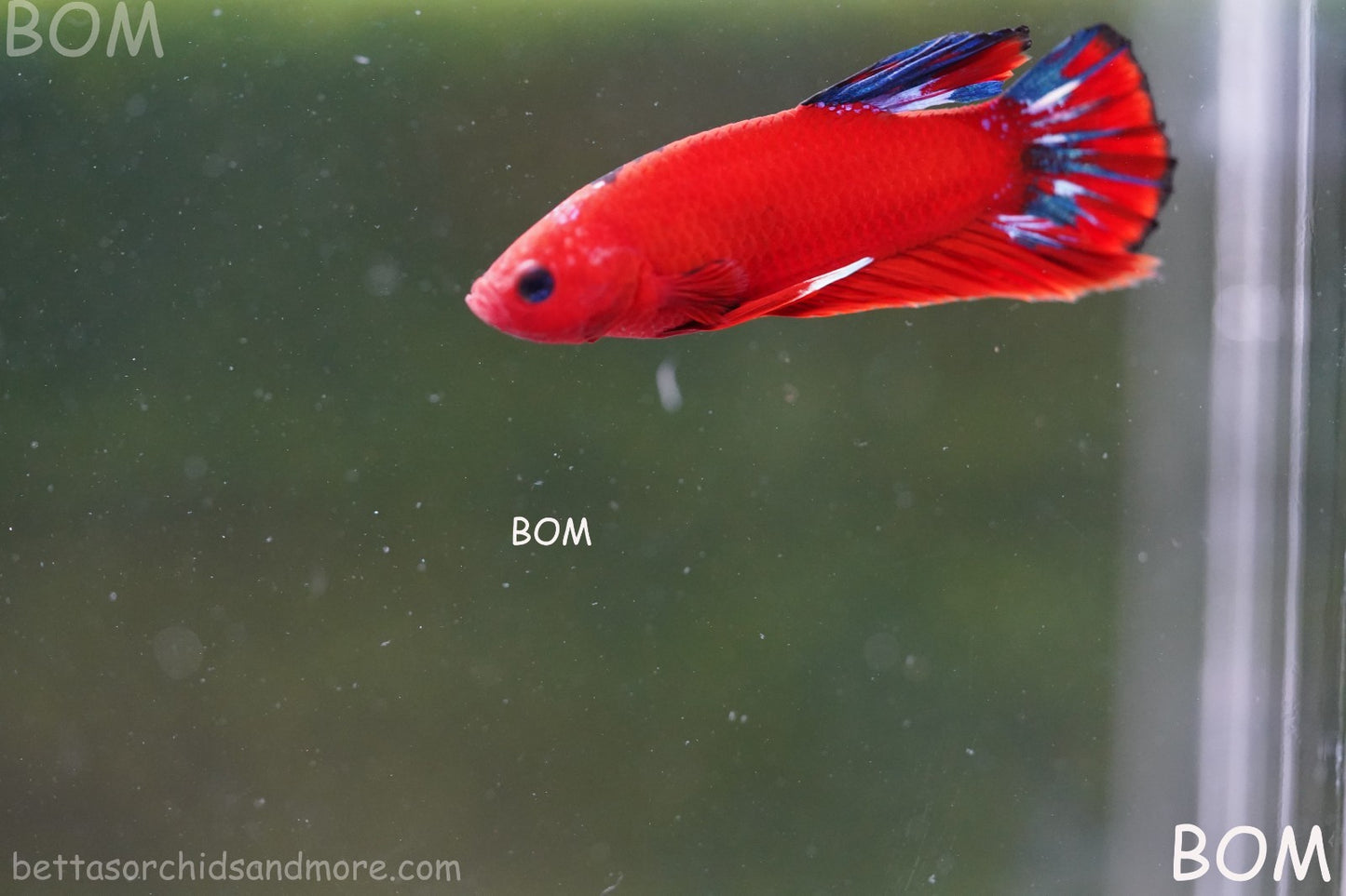 PREMIUM MALE HELLBOY HMPK BETTA Fish:Live HMPK | BOM-A273