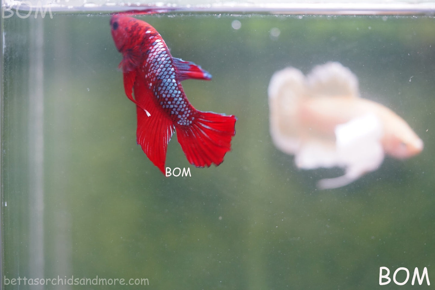 LIVE BETTA HMPK MALE FANCY RED | BOM-A177