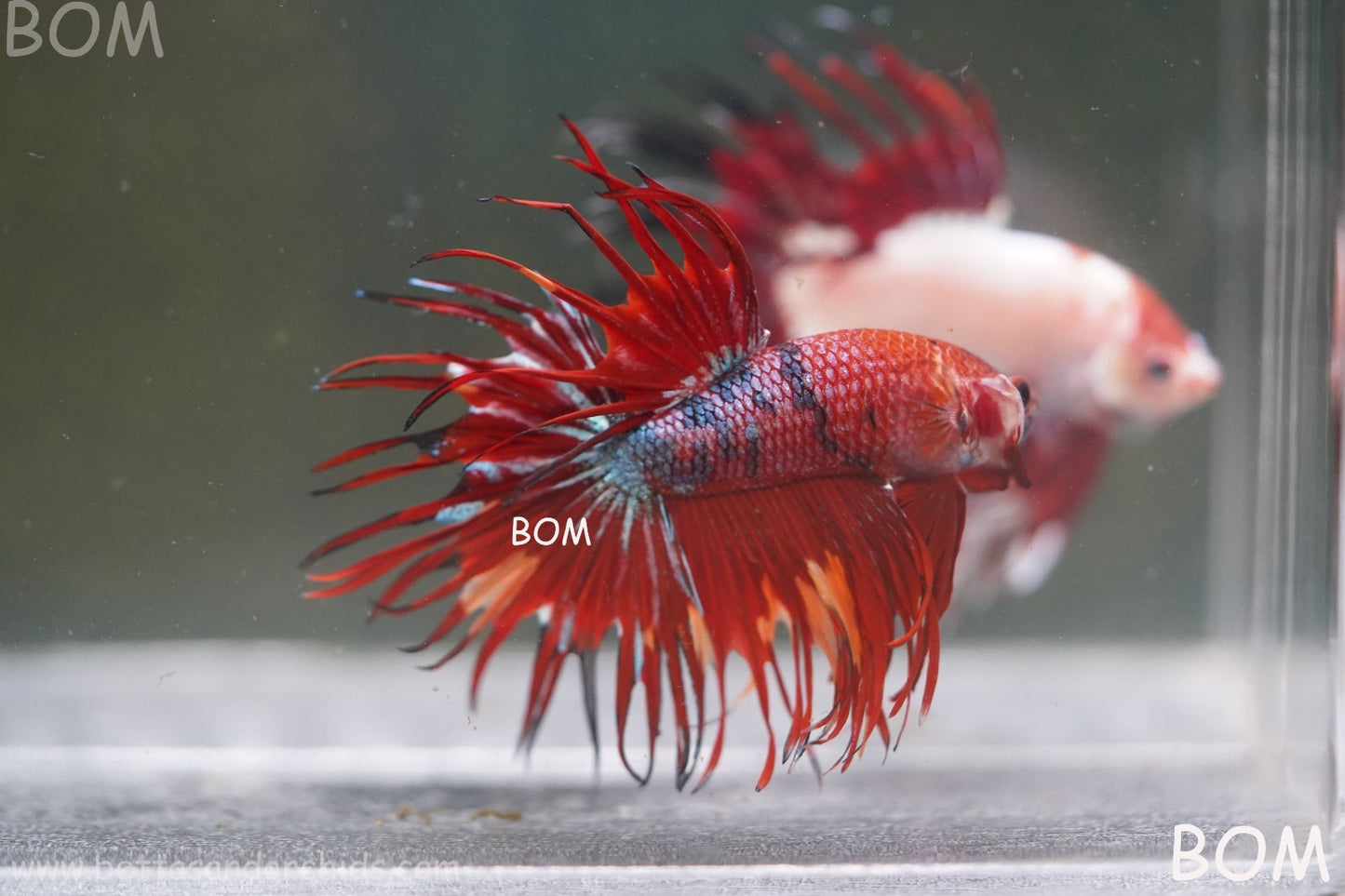 LIVE BETTA MALE CROWN NEMO REDS : Unique Fish | BOM-A302