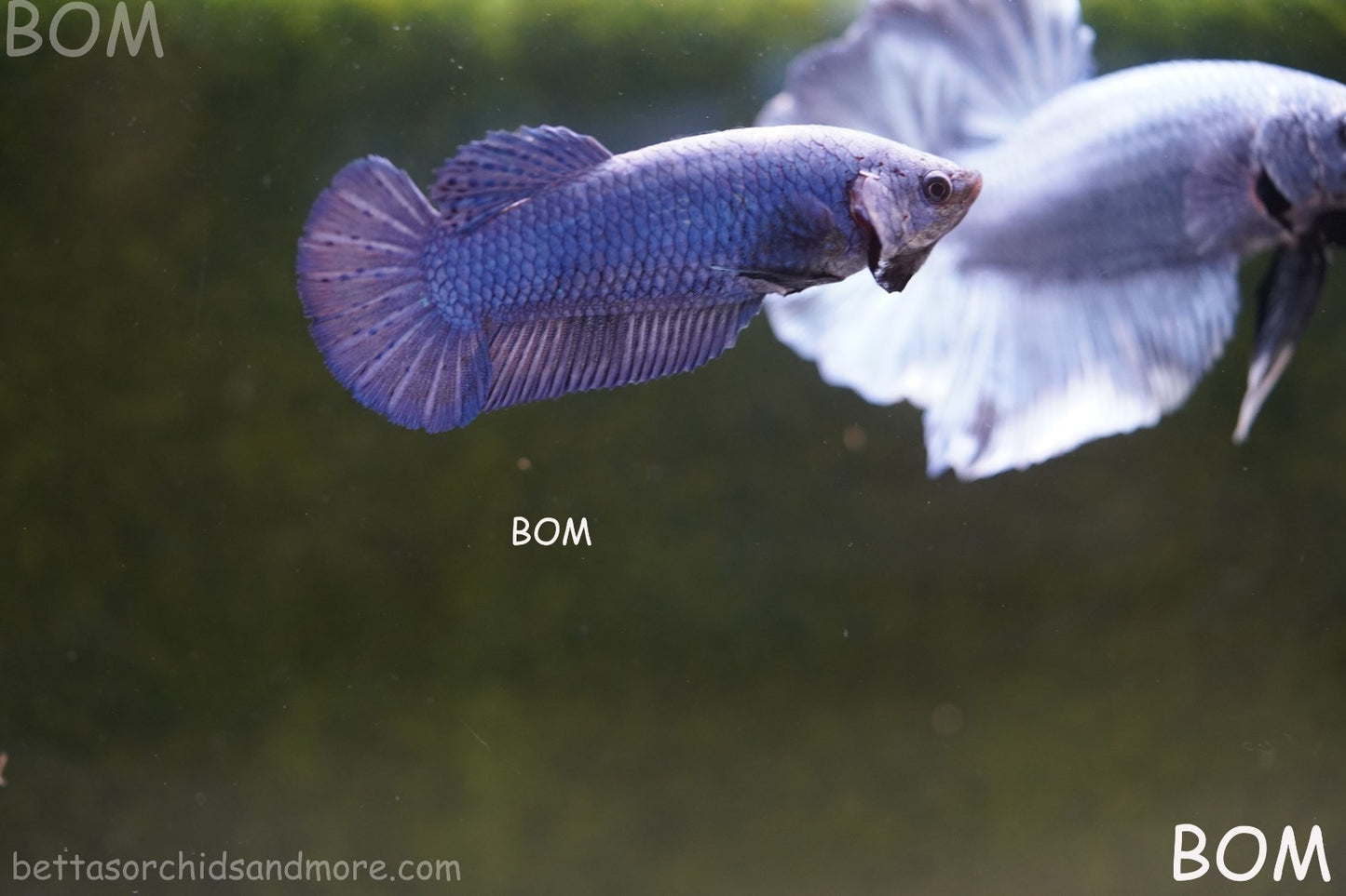 LIVE BETTA GIANT FEMALE BLUE SERIES | BOM-A308