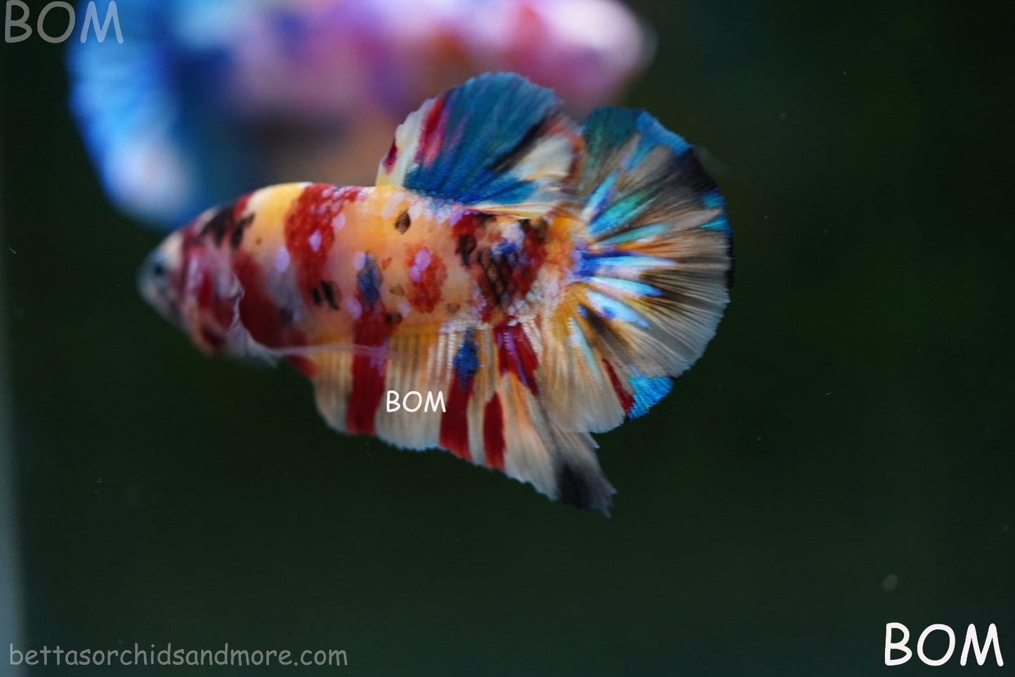 LIVE BETTTA MALE METALLIC MULTICOLOUR HMPK BEAUTIFUL COLOURS | BOM-A283